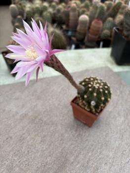Echinopsis daydream